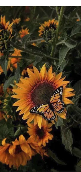 Girasoles